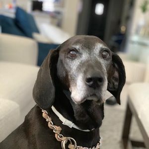 Meet your Posher, Adam